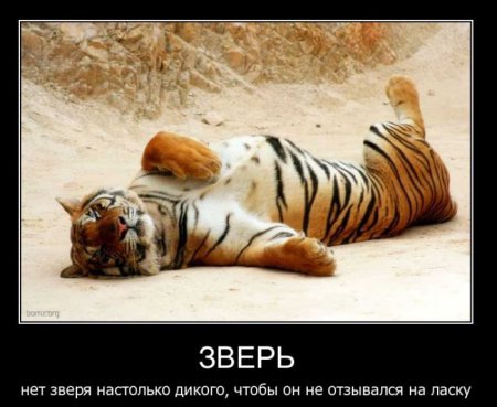 Демотиваторы ( 100 фото) 