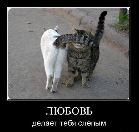 Демотиваторы ( 100 фото) 