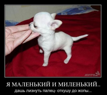Демотиваторы ( 100 фото) 