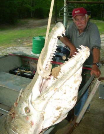 Рыба-Аллигатор (10 фото)