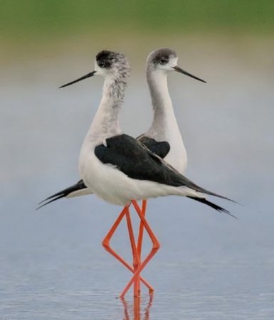 Парочки животных (27 фото)