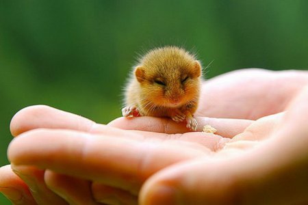 Крошечные прикольные животные (37 фото)