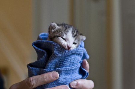 Крошечные прикольные животные (37 фото)