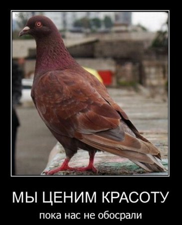 Демотиваторы (44 фото)