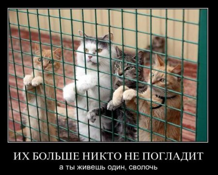 Демотиваторы (44 фото)