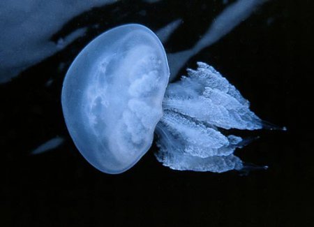 Фотографии черноморских медуз