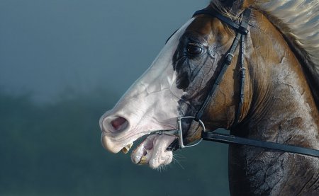 Tim Flach(фотограф)