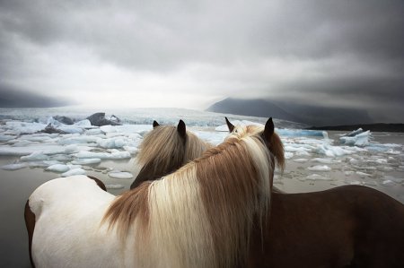 Tim Flach(фотограф)
