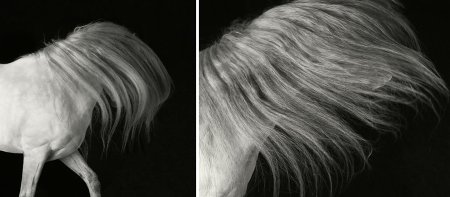 Tim Flach(фотограф)