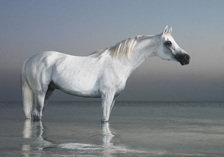 Tim Flach(фотограф)
