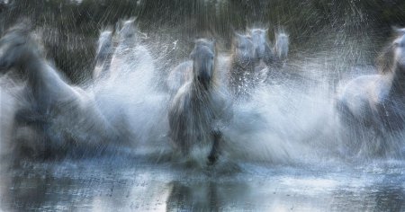 Tim Flach(фотограф)