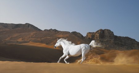 Tim Flach(фотограф)