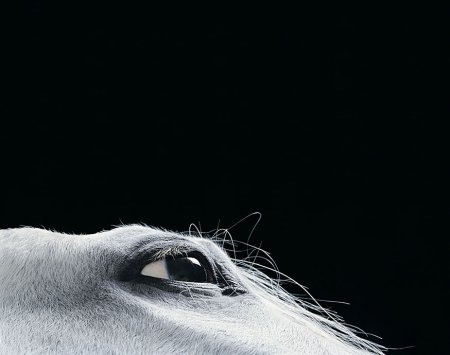 Tim Flach(фотограф)