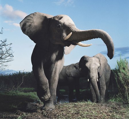 Tim Flach(фотограф)