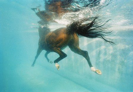 Tim Flach(фотограф)
