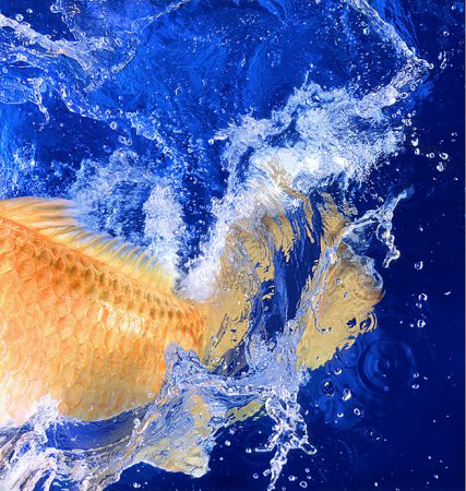 Tim Flach(фотограф)