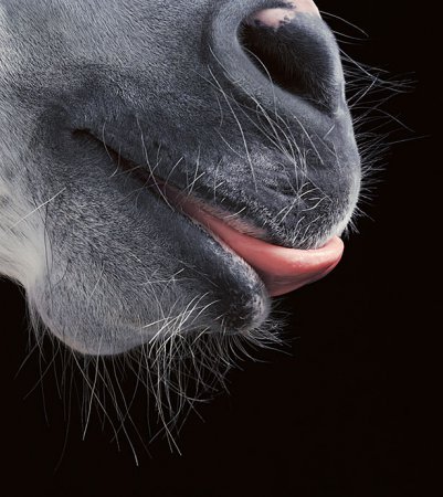 Tim Flach(фотограф)