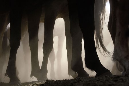 Tim Flach(фотограф)