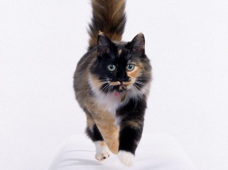 357 качественных котов на рабочий стол