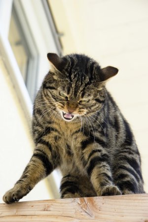 Коты и снег