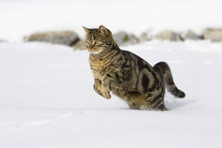 Коты и снег