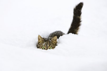 Коты и снег