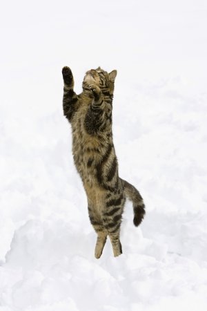 Коты и снег