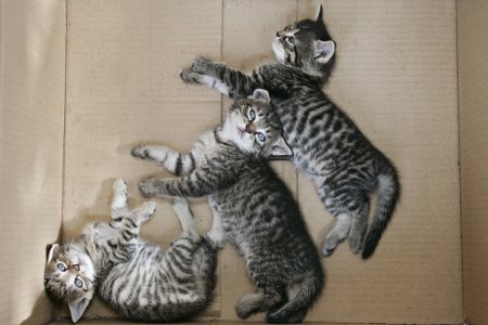 Коты и снег