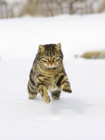 Коты и снег