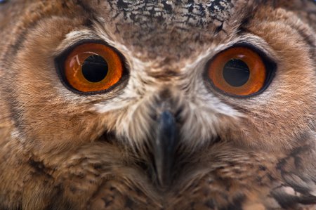 Фотограф Doron Nissim