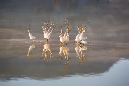 Фотограф Doron Nissim