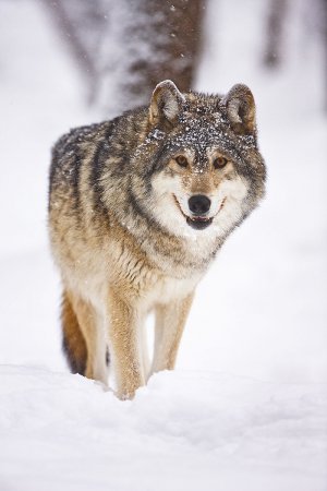 Фотограф Stephen Oachs