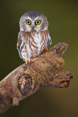 Фотограф Stephen Oachs